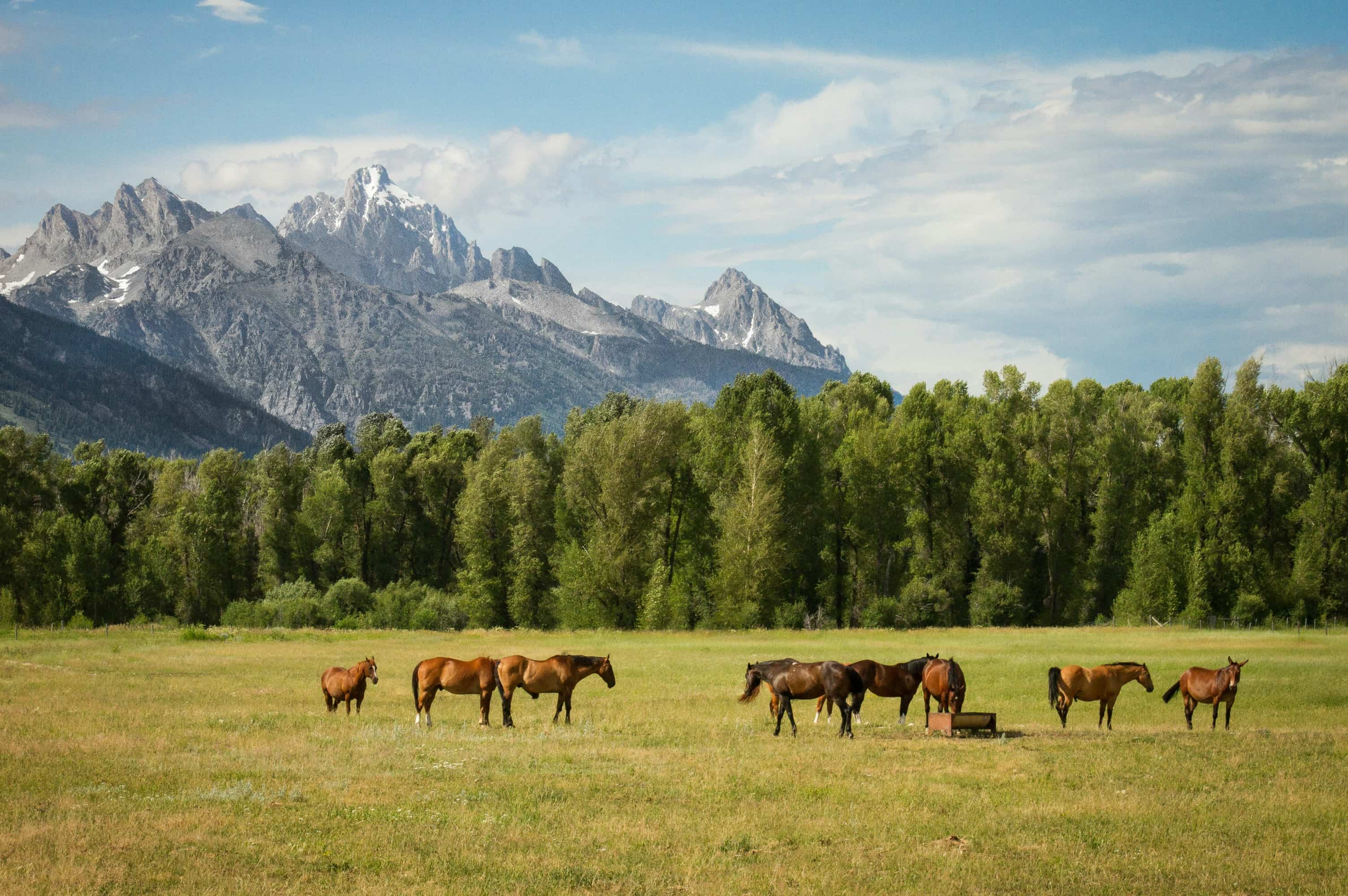 Horses grazing in a pasture