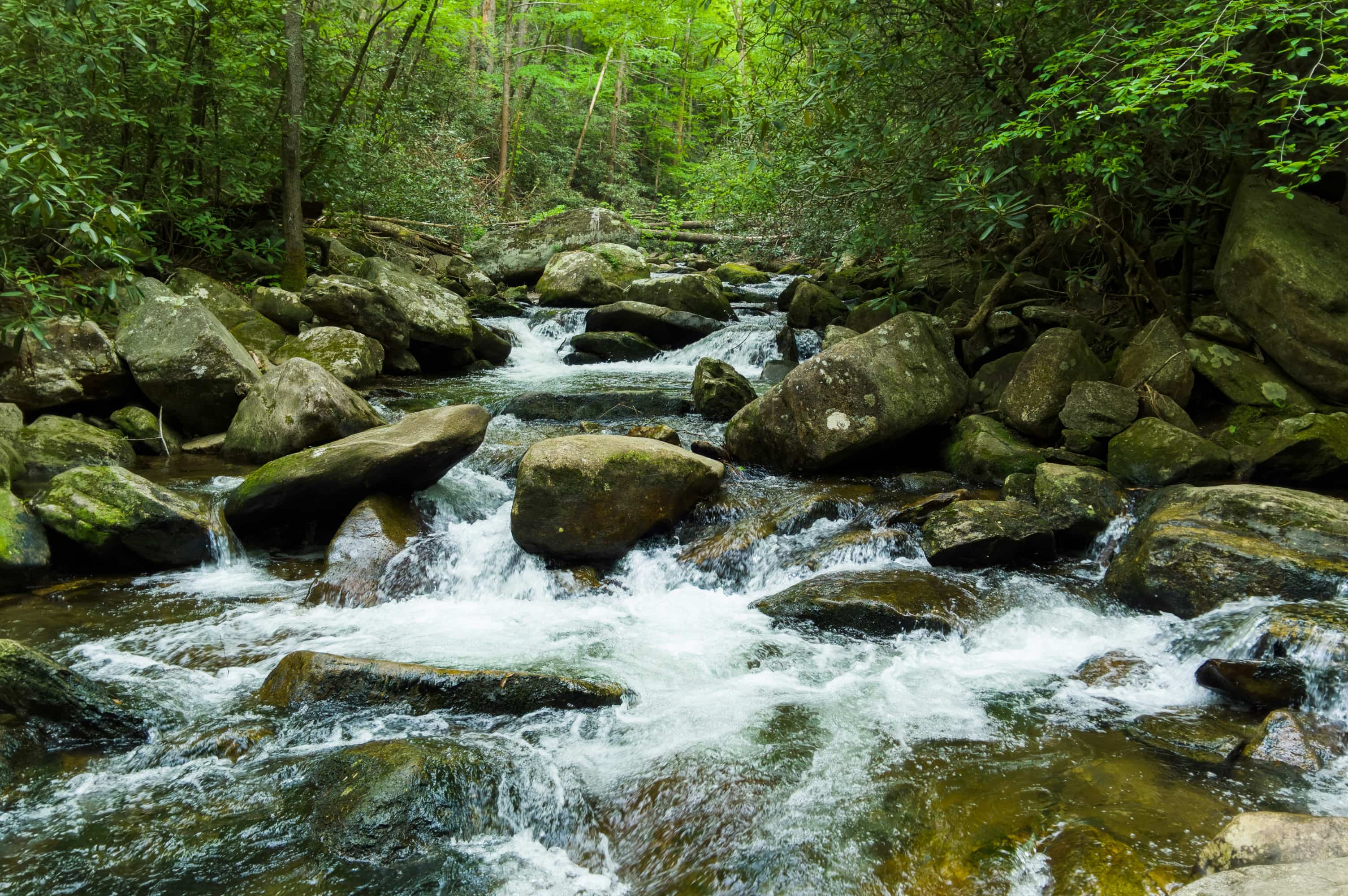 River flowing agressively over rocks in a forest